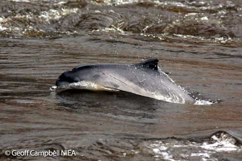 Harbour-porpoise-River-Bann-NIEA-Geoff-Campbell-rsz