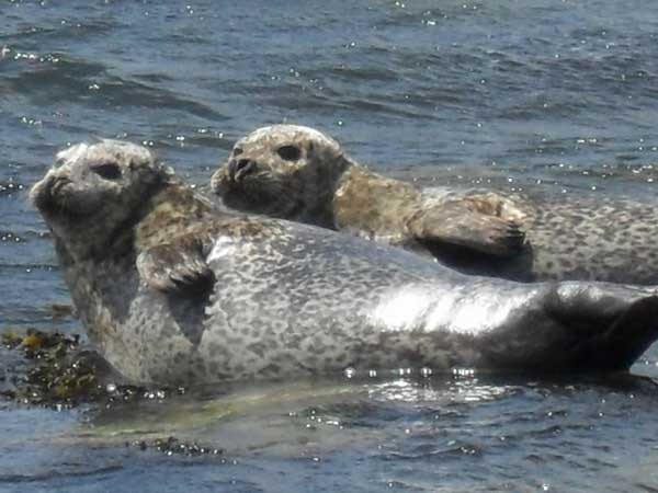 common and grey seals