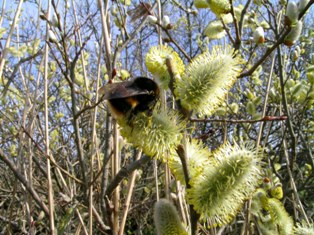 Bumble Bee on Goat Willow Catkins