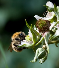 Common carder bumblebee on bramble