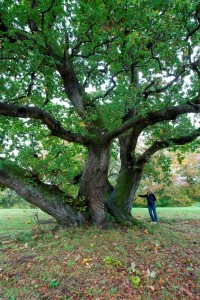 Oak 2 at Belvoir Park Forest is over 300 years old.  Photo taken by Edward Parker.